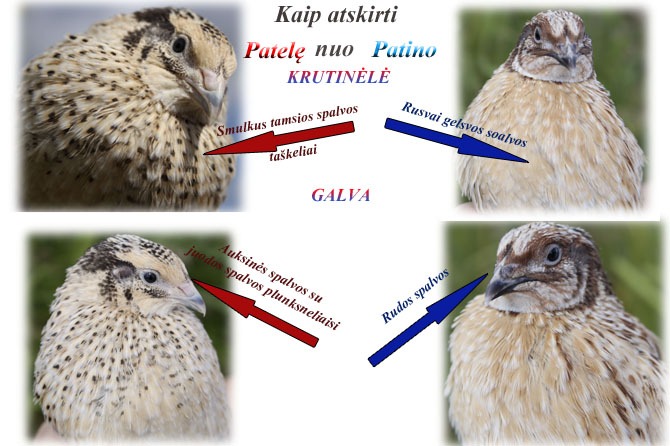 Kaip atskirti Mandžiūrijos auksaspalvių veislės patelę nuo patino