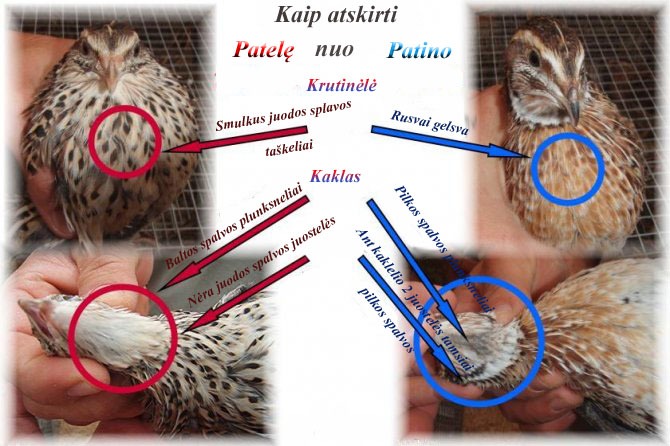 Kaip atskirti patelę nuo patino Faraono veislės